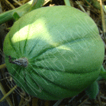 Le pays d'origine du melon cultivé au potager en carrés à la française